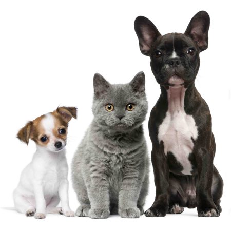 Veterinary Feeds Veterinary Feeds